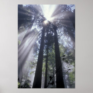 NA, USA, California. Del Norte Coast State Poster