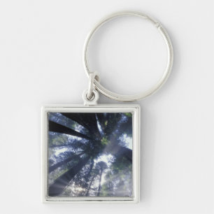 NA, USA, California, Del Norte Redwoods State Key Ring