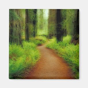 NA, USA, California, Jedediah Smith Redwoods Magnet