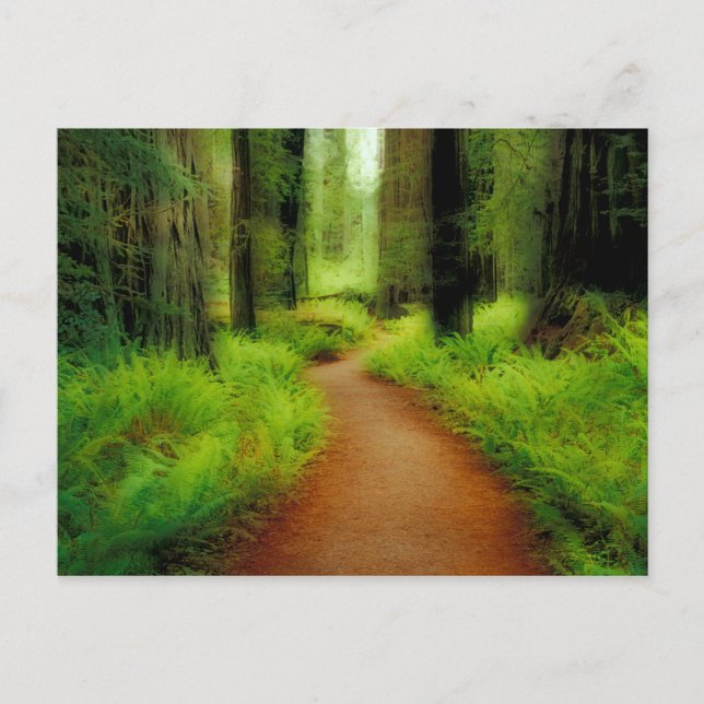 NA, USA, California, Jedediah Smith Redwoods Postcard (Front)