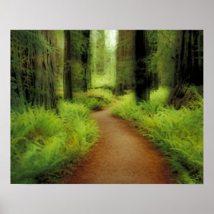 NA, USA, California, Jedediah Smith Redwoods Poster