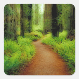NA, USA, California, Jedediah Smith Redwoods Square Sticker