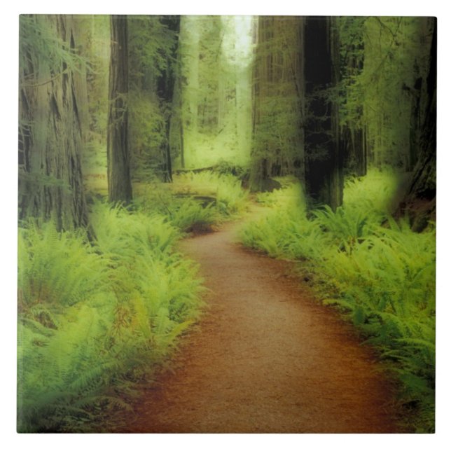 NA, USA, California, Jedediah Smith Redwoods Tile (Front)