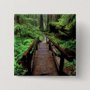 NA, USA, California, Jedidiah Smith Redwoods 15 Cm Square Badge