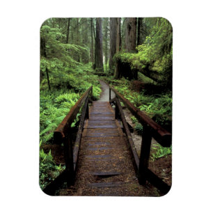 NA, USA, California, Jedidiah Smith Redwoods Magnet