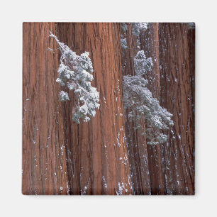 NA, USA, California. Sequoia National Park. Magnet