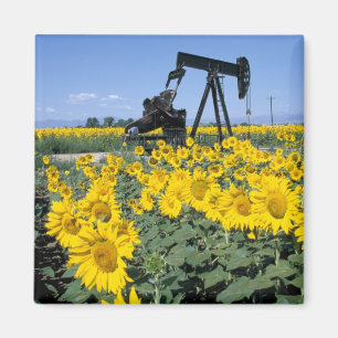 Na, USA, Colorado, Sunflowers, Oil Derrick Magnet