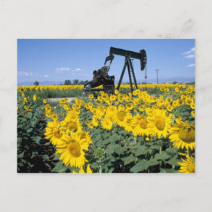Na, USA, Colorado, Sunflowers, Oil Derrick Postcard
