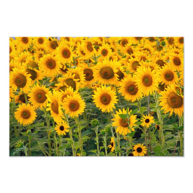Na, USA, Colorado, Sunflowers Photo Print (Front)