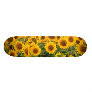 Na, USA, Colorado, Sunflowers Skateboard