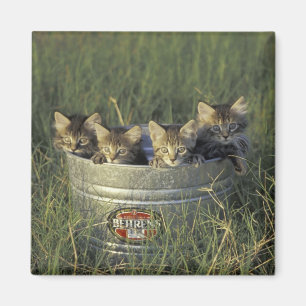 NA, USA, Florida, rural Florida. Eight-week-old Magnet