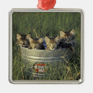 NA, USA, Florida, rural Florida. Eight-week-old Metal Tree Decoration