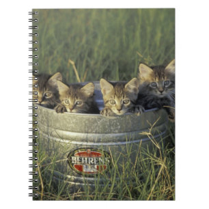 NA, USA, Florida, rural Florida. Eight-week-old Notebook