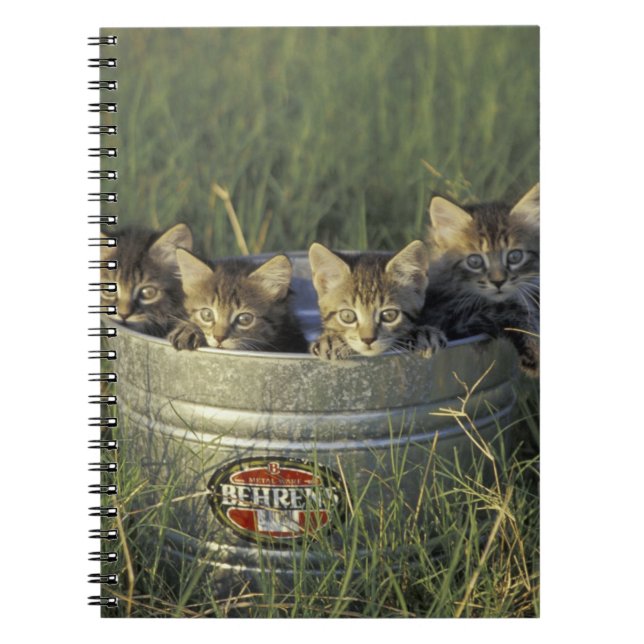 NA, USA, Florida, rural Florida. Eight-week-old Notebook (Front)