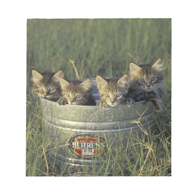 NA, USA, Florida, rural Florida. Eight-week-old Notepad (Front)