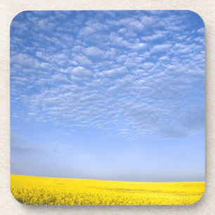 Na, USA, ID, Grangeville, Field of Canola Crop Coaster