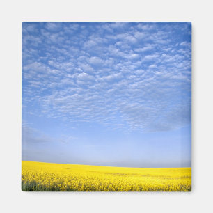 Na, USA, ID, Grangeville, Field of Canola Crop Magnet