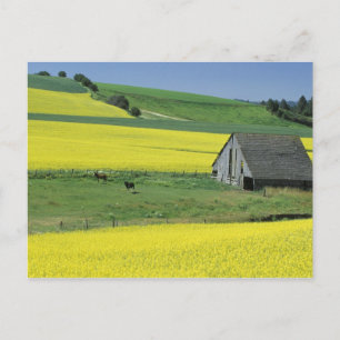 NA, USA, Idaho, near Potlatch, Canola and old Postcard