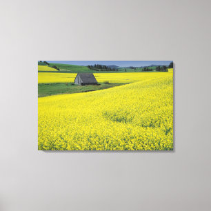 NA, USA, Idaho, near Potlatch, Wooden barn and Canvas Print