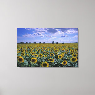 NA, USA, Kansas, Sunflower crop Canvas Print