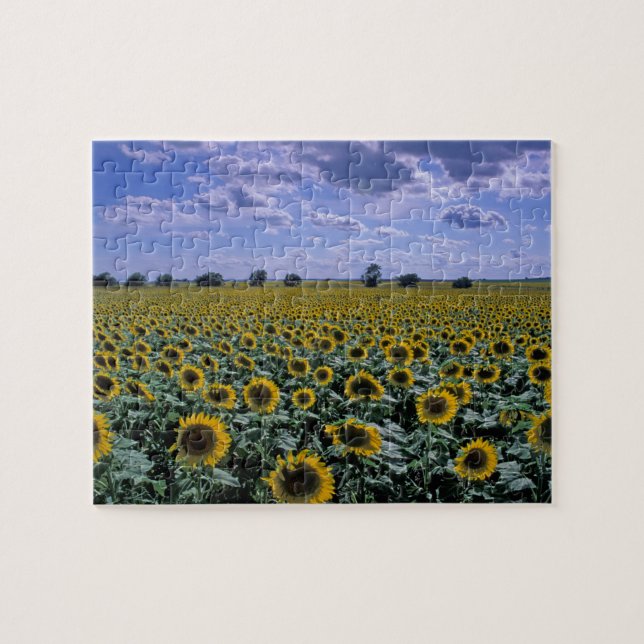 NA, USA, Kansas, Sunflower crop Jigsaw Puzzle (Horizontal)