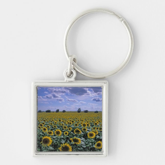 NA, USA, Kansas, Sunflower crop Key Ring (Front)