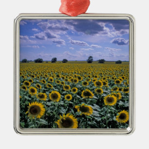 NA, USA, Kansas, Sunflower crop Metal Tree Decoration