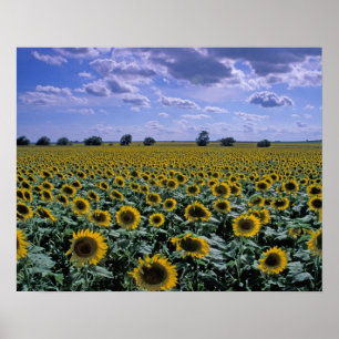 NA, USA, Kansas, Sunflower crop Poster