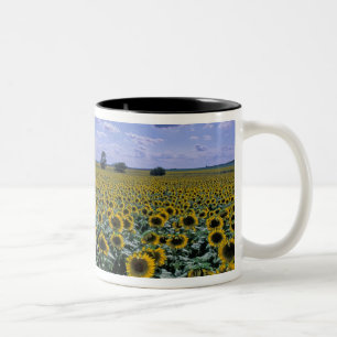 NA, USA, Kansas, Sunflower crop Two-Tone Coffee Mug