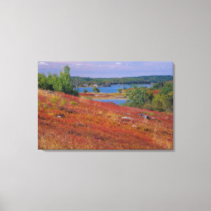 NA, USA, Maine. Blueberry Barrens. Canvas Print