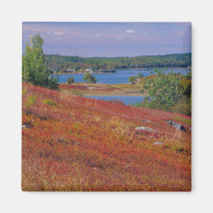 NA, USA, Maine. Blueberry Barrens. Magnet