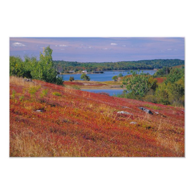 NA, USA, Maine. Blueberry Barrens. Photo Print (Front)