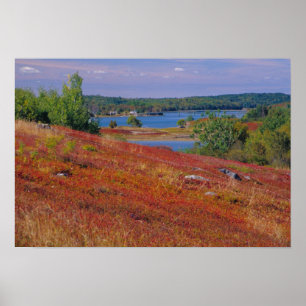 NA, USA, Maine. Blueberry Barrens. Poster