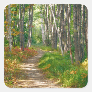 NA, USA, Maine. Jessup trail in Acadia National Square Sticker