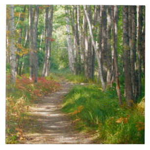 NA, USA, Maine. Jessup trail in Acadia National Tile