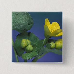 NA, USA, Michigan, Rochester Hills. Marsh 15 Cm Square Badge