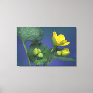 NA, USA, Michigan, Rochester Hills. Marsh Canvas Print