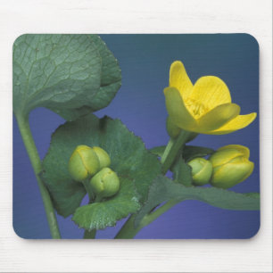 NA, USA, Michigan, Rochester Hills. Marsh Mouse Mat