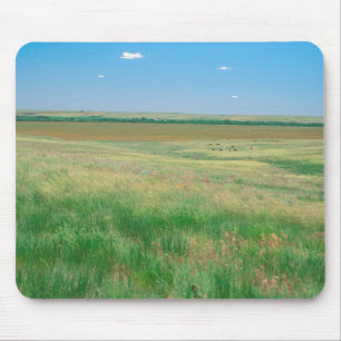 NA, USA, NE. Grasslands near Ogallala with Mouse Mat