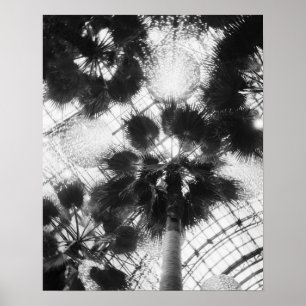 NA, USA, New York, New York City. Palm trees in Poster