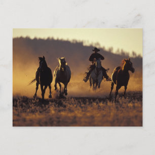 NA, USA, Oregon, Seneca, Ponderosa Ranch, Cowboy 2 Postcard