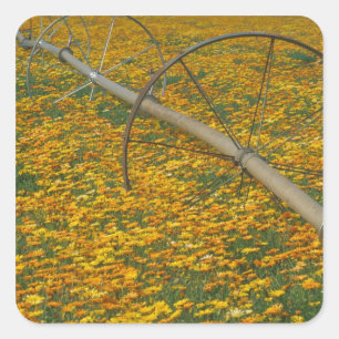 NA, USA, Oregon. Watering system in field of Square Sticker