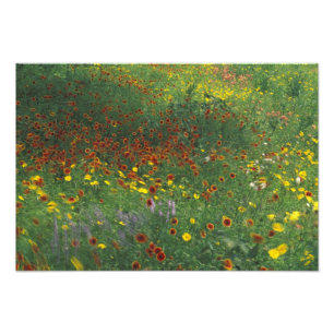 NA, USA, Texas, east of Devine, Coreopis and Photo Print