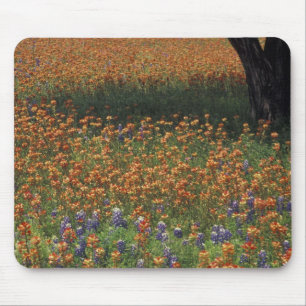 NA, USA, Texas, Hill Country, Paint brush and Mouse Mat