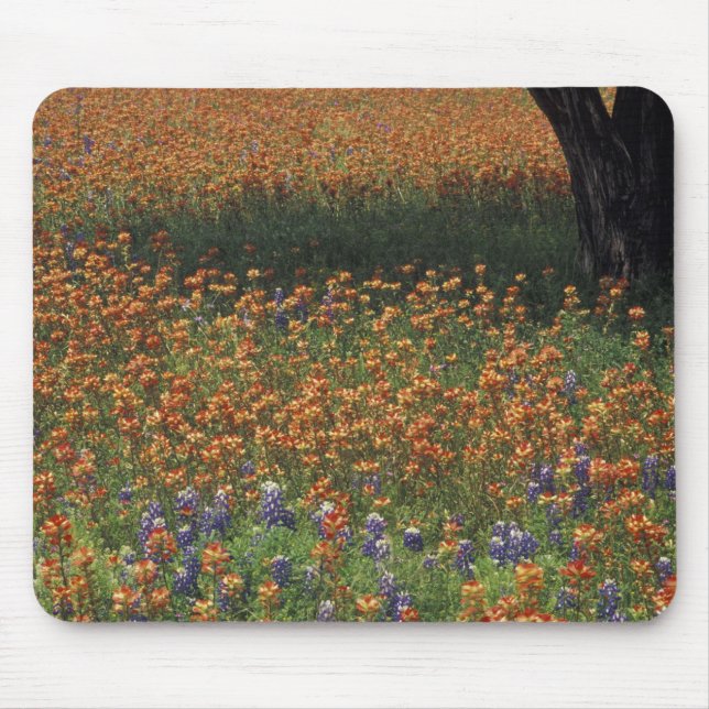 NA, USA, Texas, Hill Country, Paint brush and Mouse Mat (Front)