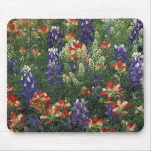 NA, USA, Texas, near Marble Falls, Paint brush Mouse Mat