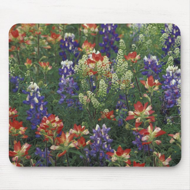 NA, USA, Texas, near Marble Falls, Paint brush Mouse Mat (Front)