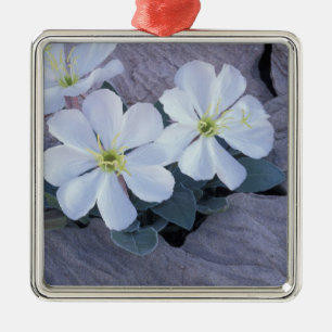 NA, USA, Utah, Arches NP, Evening primrose Metal Tree Decoration