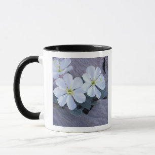NA, USA, Utah, Arches NP, Evening primrose Mug