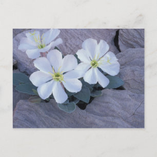 NA, USA, Utah, Arches NP, Evening primrose Postcard